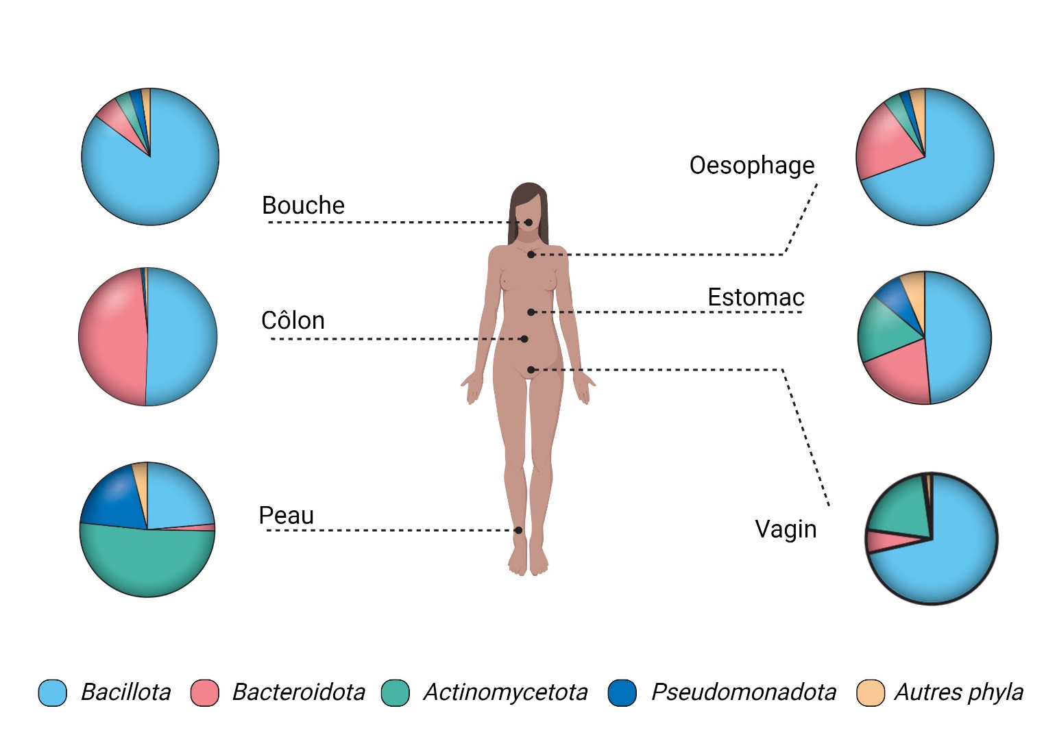 Microbiote Humain Et Sant Planet Vie